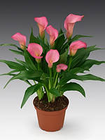 Калла Samur (полуниці)