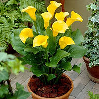 Калла Cameo (бульби)