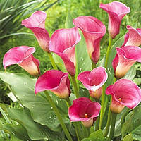 Калла Captain romance (полуни)