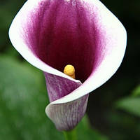 Калла Vermeer (полуниці)