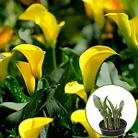 Калла Best Gold (полуниці)