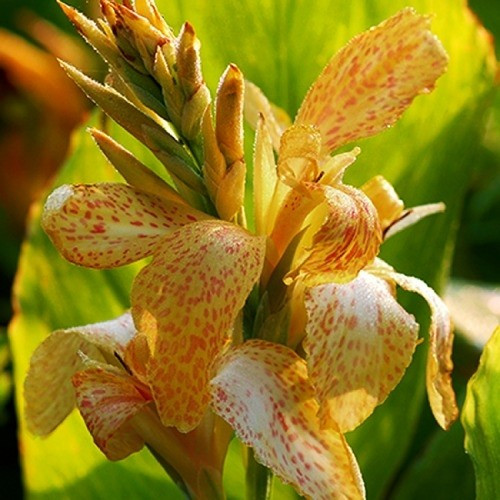 Канна Confetti, фото 1