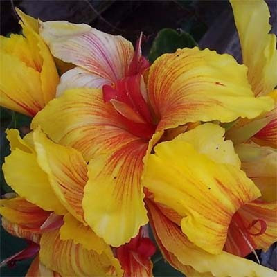 Канна Talisman, фото 1