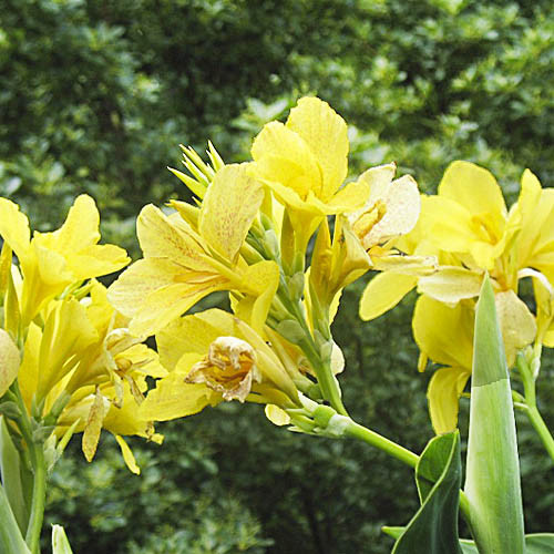 Канна Yellow Futurity