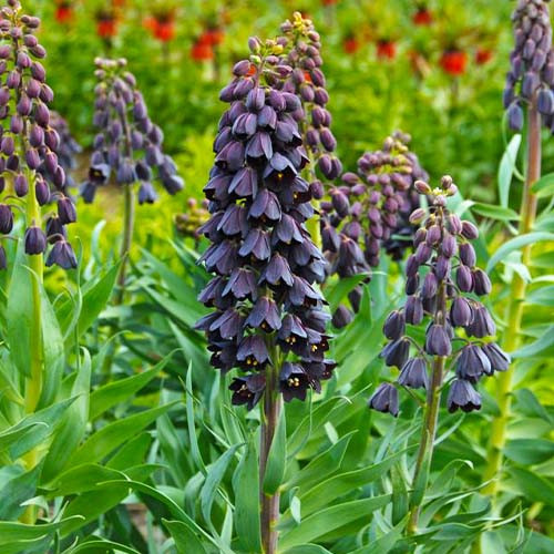 Фритиллярия Persica (цибулини)