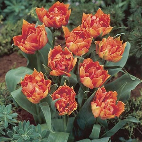 Тюльпан Willem Van Oranje (луковиці), фото 1