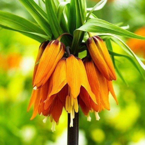 Фритлярія Imperialis Orange Beauty (лучки), фото 1