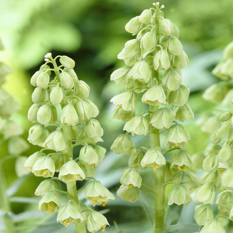 Фритлярія Persica Alba (луковиці), фото 1