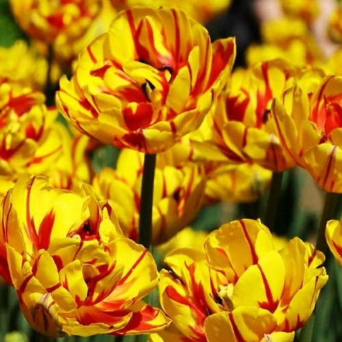 Тюльпан Golden Nizza (луковиці), фото 1