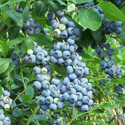 Блакитник Дюк (трирічний, ЗКС), фото 1