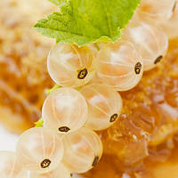 Смородина Біла Сніжана (однорічні, ЗКС)