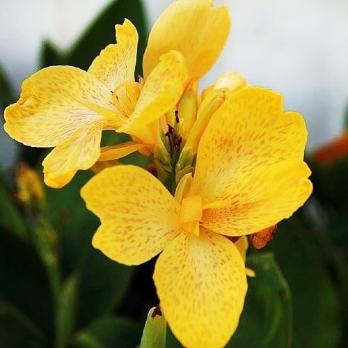 Канна Tropical Yellow