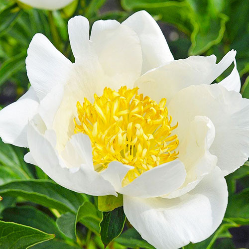 Півонія Jan van Leeuwen (кореневища), фото 1