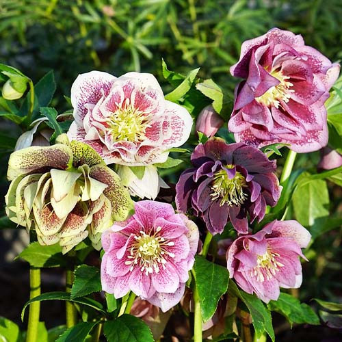 Морозник Orientalis Mixed Double, фото 1