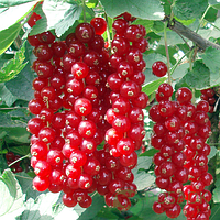 Червона смородина Рондом (Однорічний, ОКС)