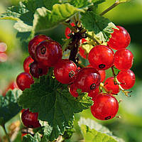 Смородина кольорова Улюблена (Однорічний, ЗКС)