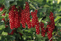 Червона смородина Ровада (Однорічний, ОКС)