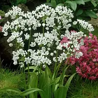 Аліум Cowanii (луковиці)