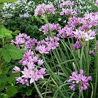 Аліум Unifolium (луковиці)