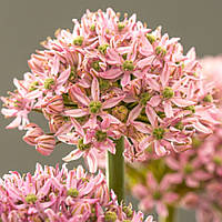 Аліум Pink Jewel (луковиці)