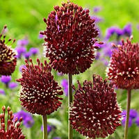 Аліум Red Mohican (луковиці)