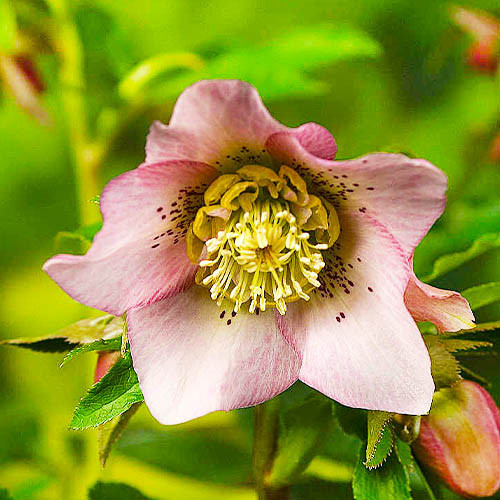 Морозник Pretty Ellen Pink, фото 1