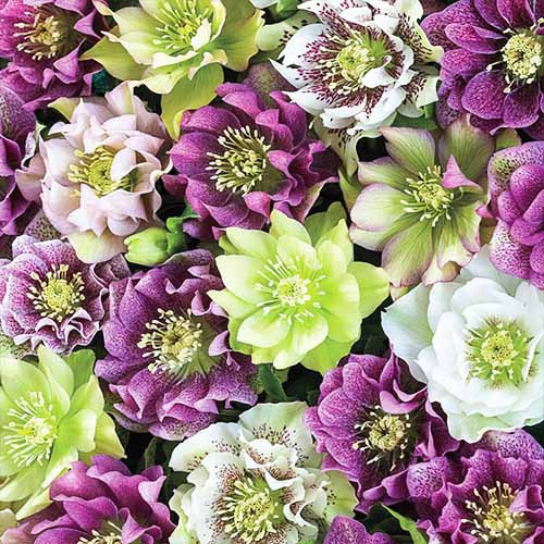 Морозник Orientalis Mixed Double, фото 1