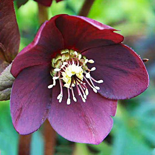 Морозник Blue Lady, фото 1