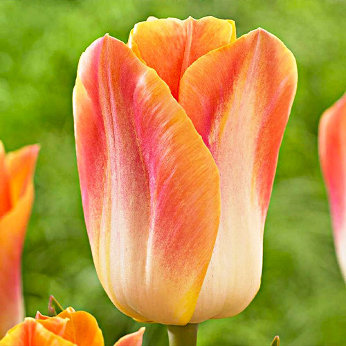 Тюльпан Salmon Dynasty (луковиці), фото 1