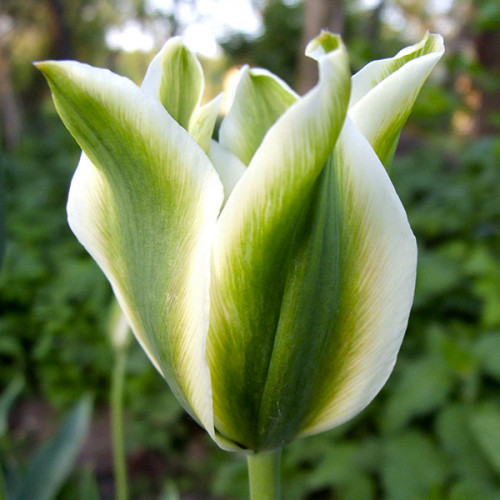 Тюльпан Deirdre (луковиці), фото 1