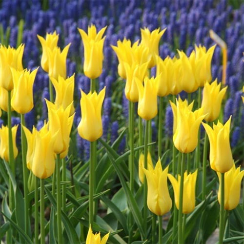 Тюльпан Flashback (луковиці), фото 1