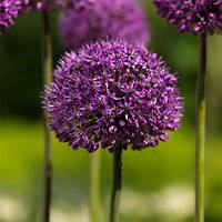 Аллиум Statos (цибулини)