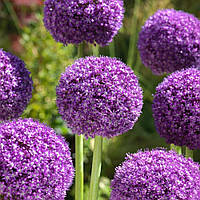 Аліум Goliath (луковиці)