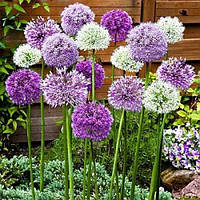 Аліум Фантазія Мікс (луковиці)