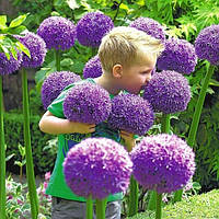 Аліум Gladiator (луковиці)