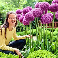 Аліум Ambassador (луковиці)