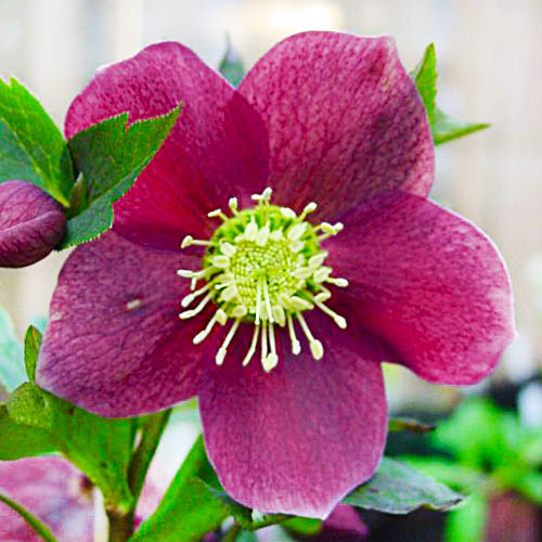 Морозник Red Hybrids