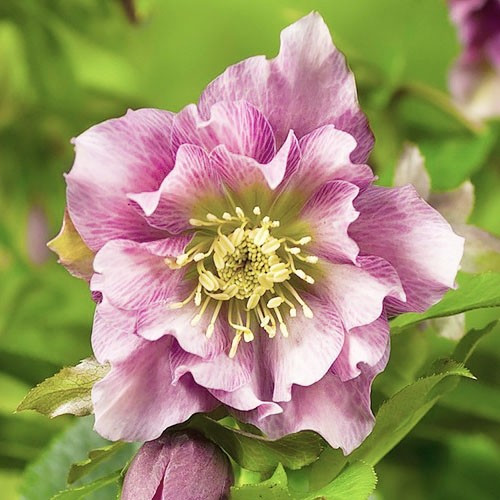 Морозник Double Ellen Pink