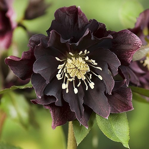 Морозник Double Ellen Purple, фото 1