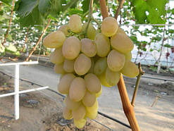 Виноград Богатягівський (Однорічний, ОКС)