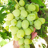 Виноград Ванюша (Однорічний, ОКС)
