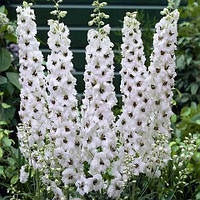 Саджанці дельфініума