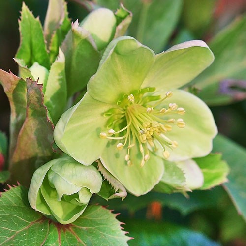 Морозник Sternii, фото 1