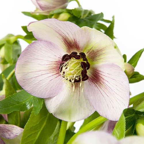 Морозник Prince Picotee, фото 1
