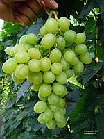 Виноград Благовіс (Однорічний, ОКС)