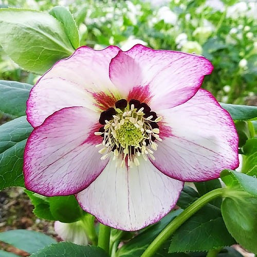Морозник Prince White Picotee, фото 1