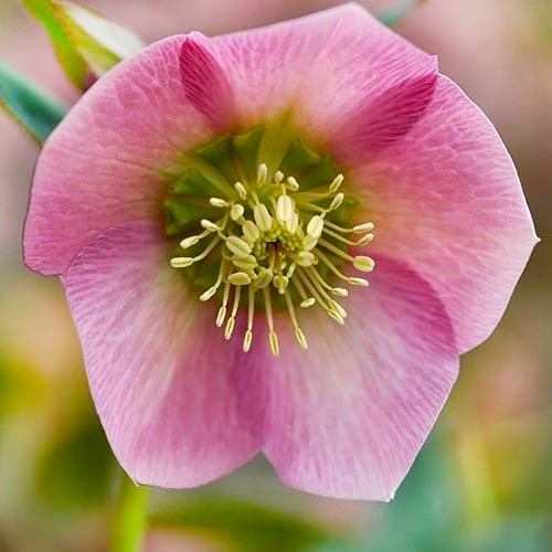 Морозник Prince Picotee-Pink