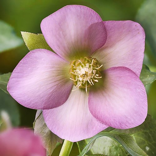 Морозник Prince Pink, фото 1