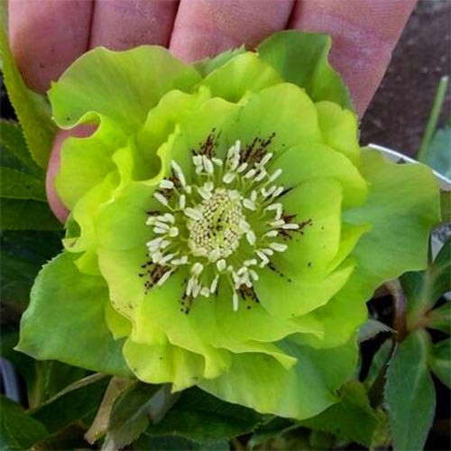 Морозник Double Ellen Green