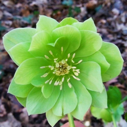 Морозник Orientalis Green Double